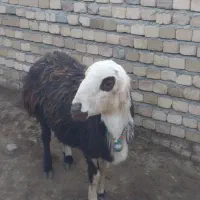 بره نر مناسب قوچ