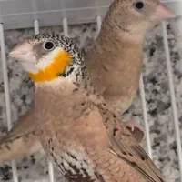فنچ گلوبریده با تخم و قفس بزرگ و تمام لوازم