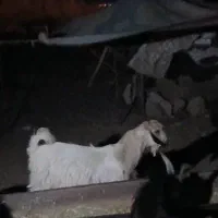 کهره نر