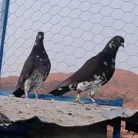 جفت کبوتر پاکستانی دب والا