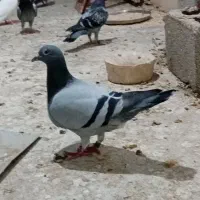 ماده پلاکی