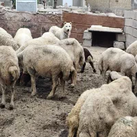 سگ سرابی|سگ|کوزران, |دیوار