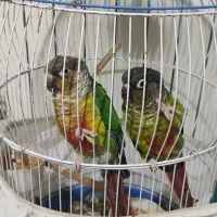گرینچیک