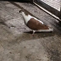 چپ دم سرخ نر