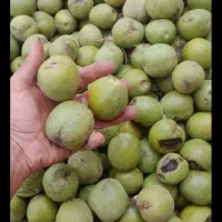 خرید فروش کردو