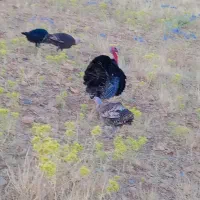 بوقلمون نر و ماده تخم گذاره