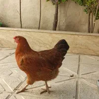 مرغ تخمگذار