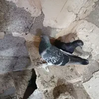 سه تا ترکیه جوجه امسال