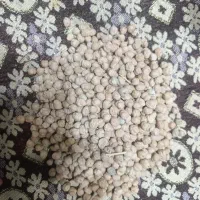 نخود پاییزه منصور منطقه سنجابی