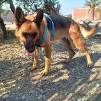 سگ ژرمن ماده