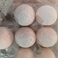 تخم بوقلمون