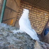 کبوتر نر راعبی