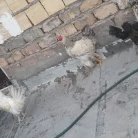 مرغ خروس