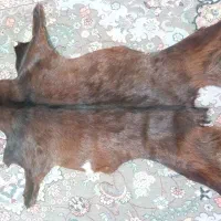 پوست بز طبیعی دباغی شده