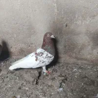 ترکیه ماده