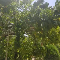 زمین-1200-متری-شهرک-باغ-ناصری-کردان-طاووسیه