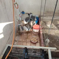 قوغاز اوکراینی اصل