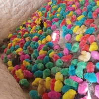 جوجه رنگی