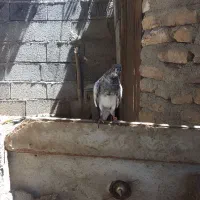 کبوتر