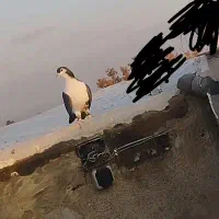 کفتر هوایی