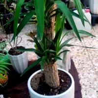یوکا تنه‌دار شاداب، سالم و آماده تحویل