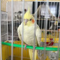 ماده لوتینو