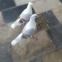 تخم کبوتر خوب