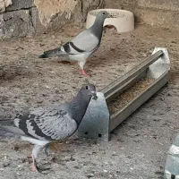 جوجه یک پر پلاکی