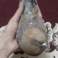 کفتر کله ای