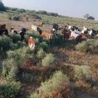 52تا بز غاله