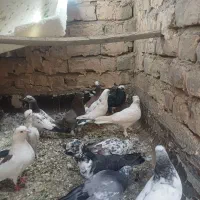 کفتر پرشی حسابی