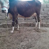 گاو شیری