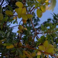 بادام تازه (درجه یک)خوشمزه ، باغ دار