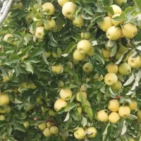 نهال تضمینی زود بارده