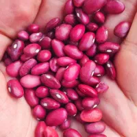 حبوبات نخود عدس لوبیا لپه