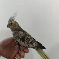 عروس گل باقالی مرواریدی
