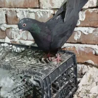 کبوتر گرفتنی