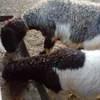 میش با بره