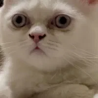 گربه
