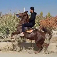 مادیان آس