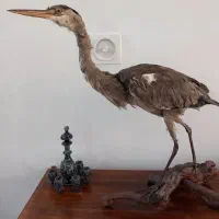 پرنده