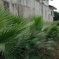 فروش هشت عدد نخل رویه زمین