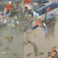 ماهی گوپی