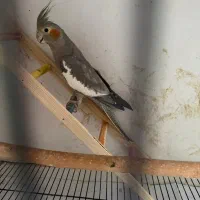 عروس هلندی نر و ماده جُدا