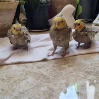 جوجه پروانه ای سرلاکی