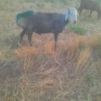 یک قوچ افشاری ویک قوچ چینی
