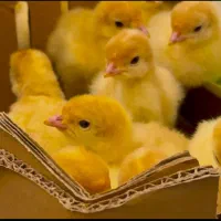 جوجه و نیمچه بوقلمون بیوتی ۶
