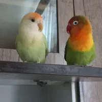 پرنده