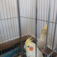 عروس هلندی