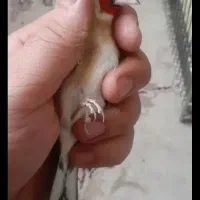 سهره